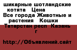 шикарные шотландские котята › Цена ­ 15 000 - Все города Животные и растения » Кошки   . Татарстан респ.,Казань г.